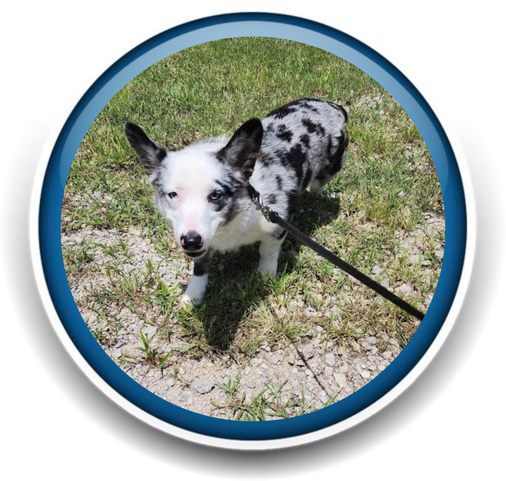 Pet Sitting and Dog Walking Colorado Springs