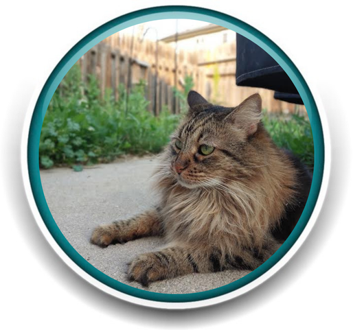 Pet Sitting and Dog Walking Colorado Springs