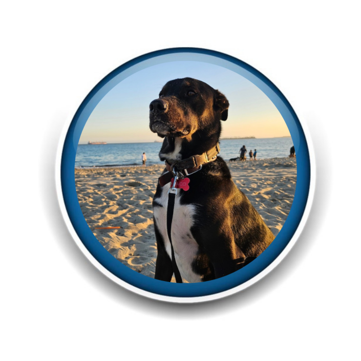 Pet Sitting and Dog Walking Colorado Springs