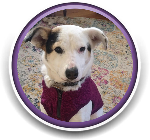 Pet Sitting and Dog Walking Colorado Springs