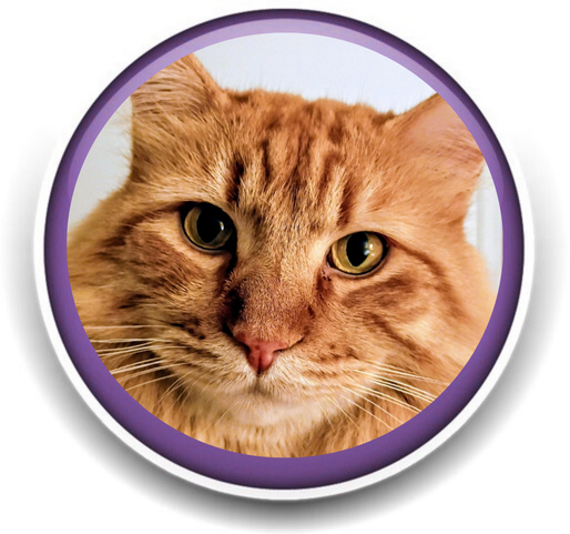 Pet Sitting and Dog Walking Colorado Springs